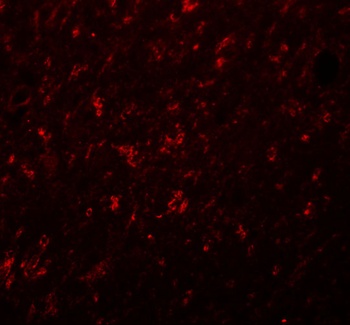 SYNGR4 Antibody