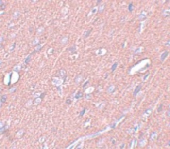 SYNGR3 Antibody