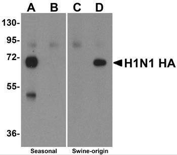 Swine H1N1 Hemagglutinin Antibody