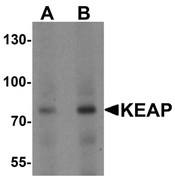 KEAP1 Antibody