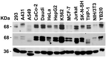 KEAP1 Antibody