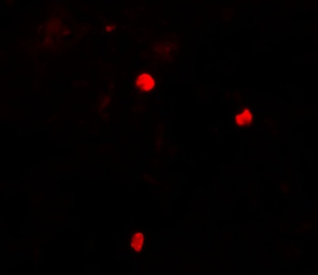 KEAP1 Antibody