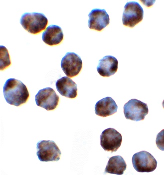 SRSF3 Antibody