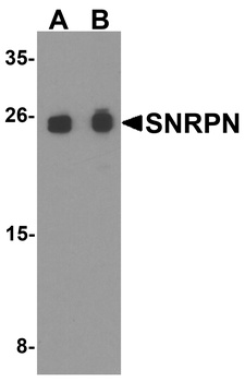 SNRPN Antibody