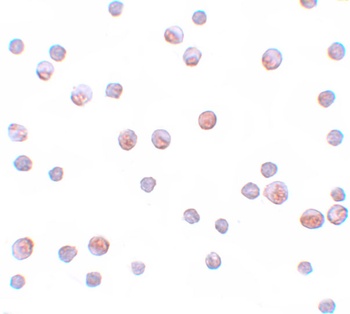 GEMIN2 Antibody