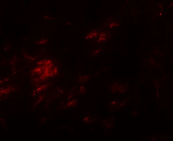 SHISA9 Antibody
