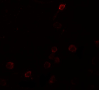 SEPT1 Antibody