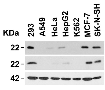 CLDN4 Antibody