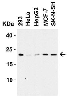 CLDN4 Antibody