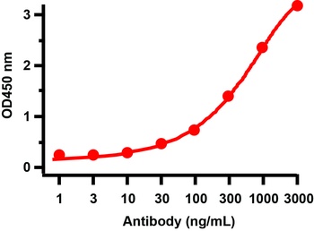SARS-CoV-2 (COVID-19) 3CL-PRO (NSP5) Antibody