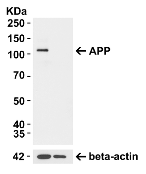 APP Antibody
