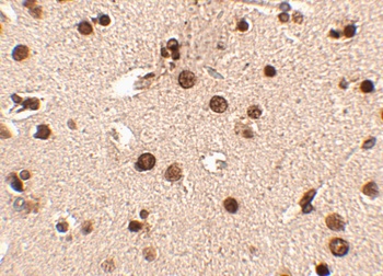 RIMS3 Antibody