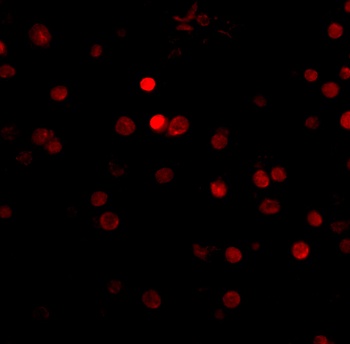RIMS3 Antibody