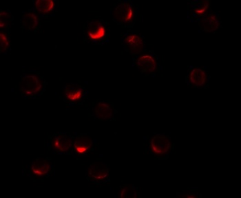 RILP Antibody