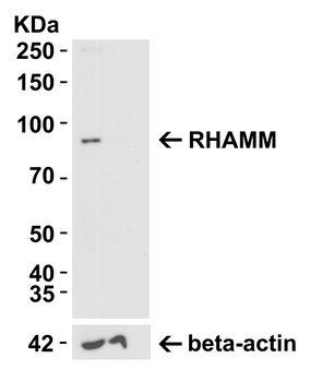 HMMR Antibody