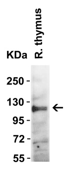 ACE2 Antibody