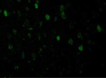 ADIPOQ Antibody