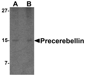 CBLN1 Antibody