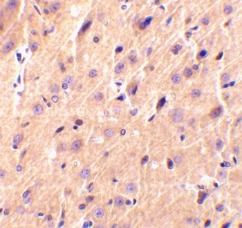 CBLN1 Antibody