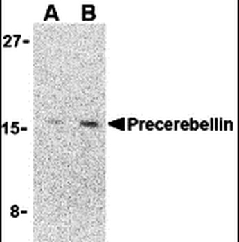 CBLN1 Antibody