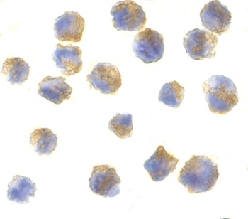 CBLN1 Antibody