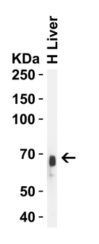 ALB Antibody