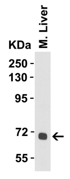 ALB Antibody