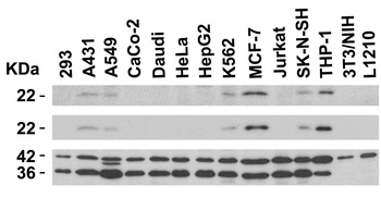ASC Antibody