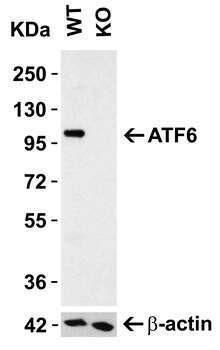 ATF6 Antibody
