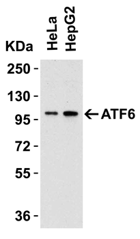 ATF6 Antibody