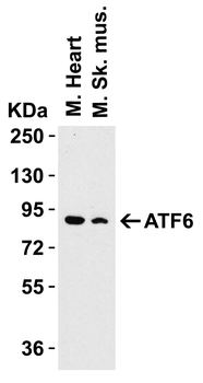 ATF6 Antibody