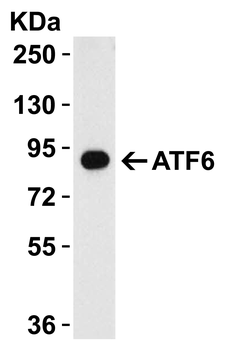 ATF6 Antibody