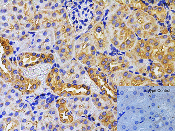 ATF6 Antibody
