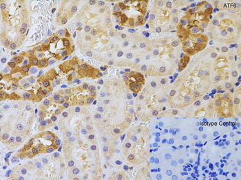 ATF6 Antibody