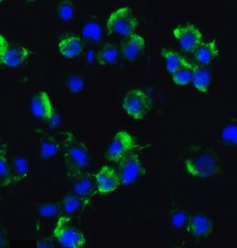 AXIN2 Antibody