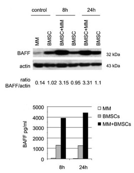 BAFF Antibody