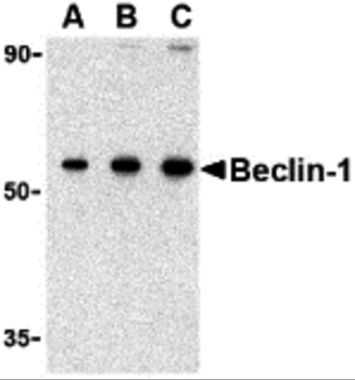 Beclin-1 Antibody