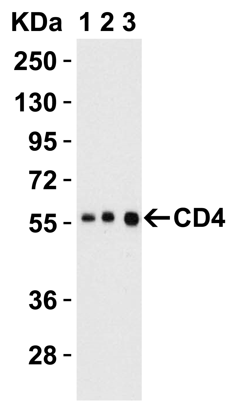 CD4 Antibody [9H5A8]