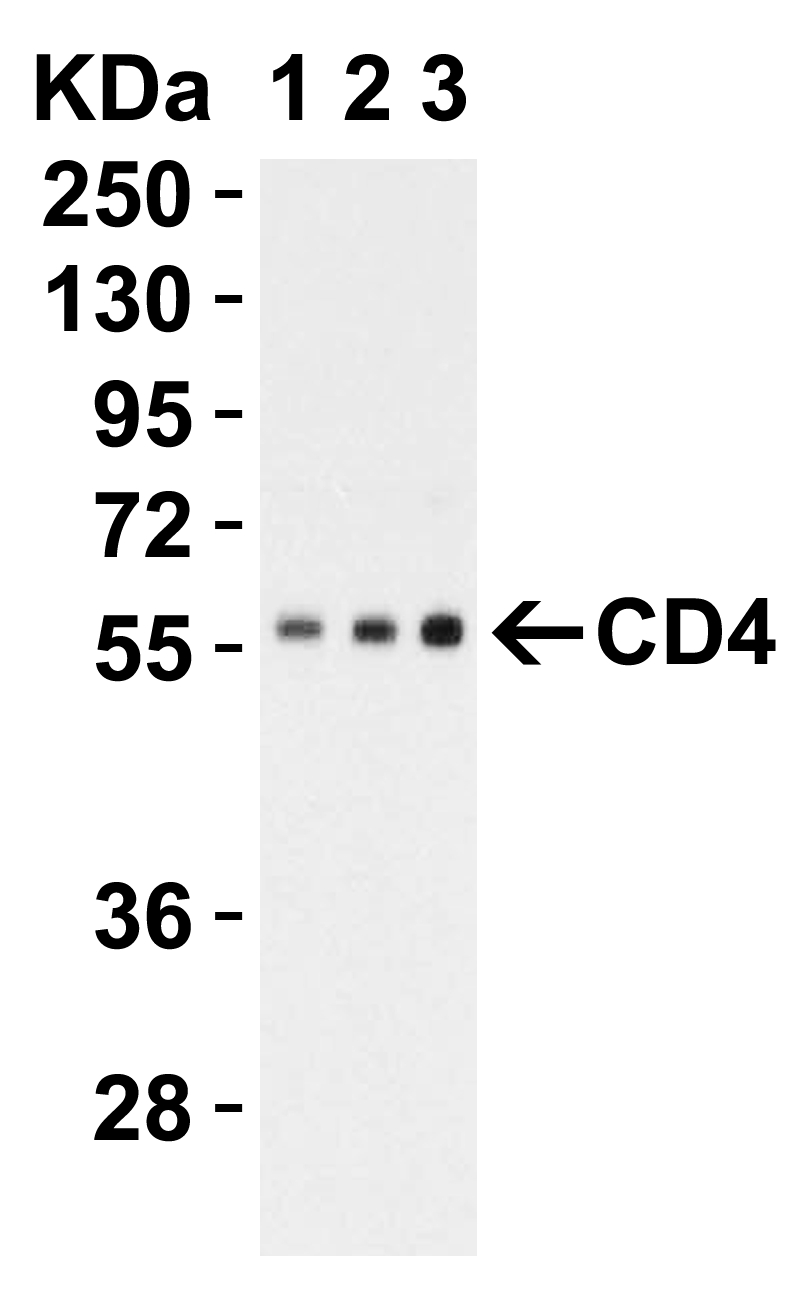 CD4 Antibody [9H5A8]
