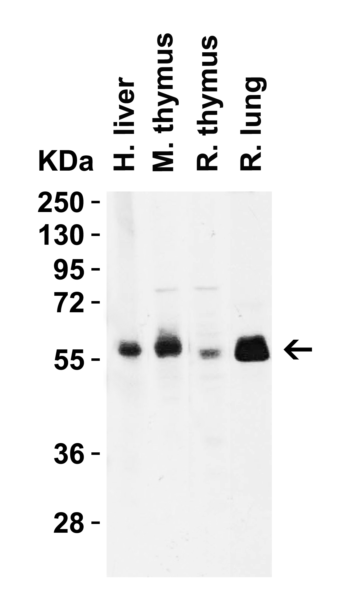 CD4 Antibody [9H5A8]
