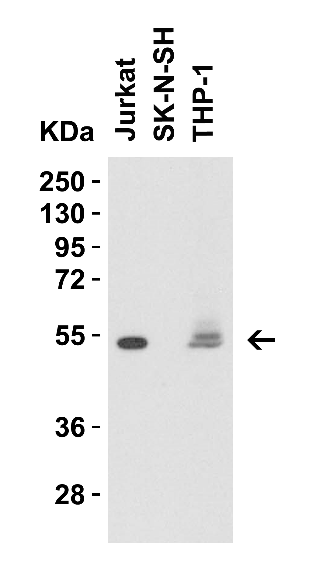 CD4 Antibody [9H5A8]