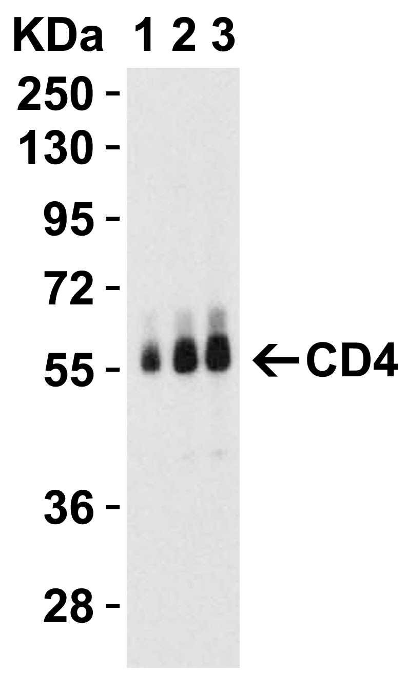 CD4 Antibody [9H5A8]