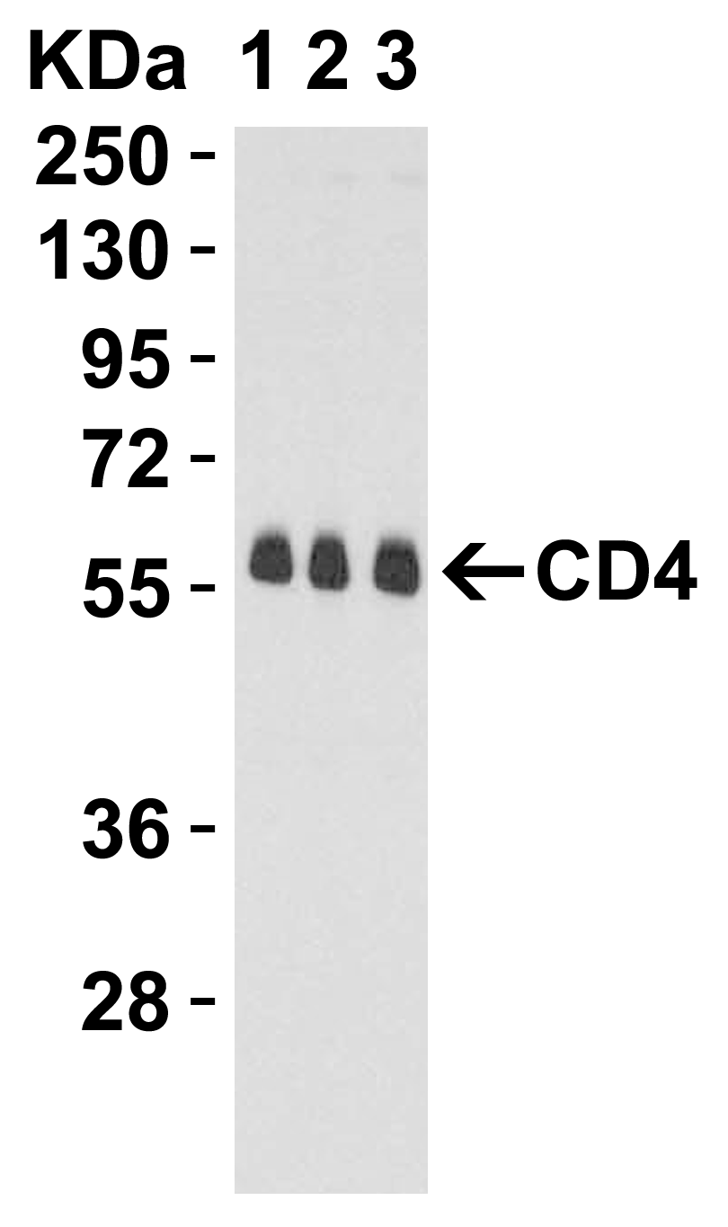 CD4 Antibody [9H5A8]