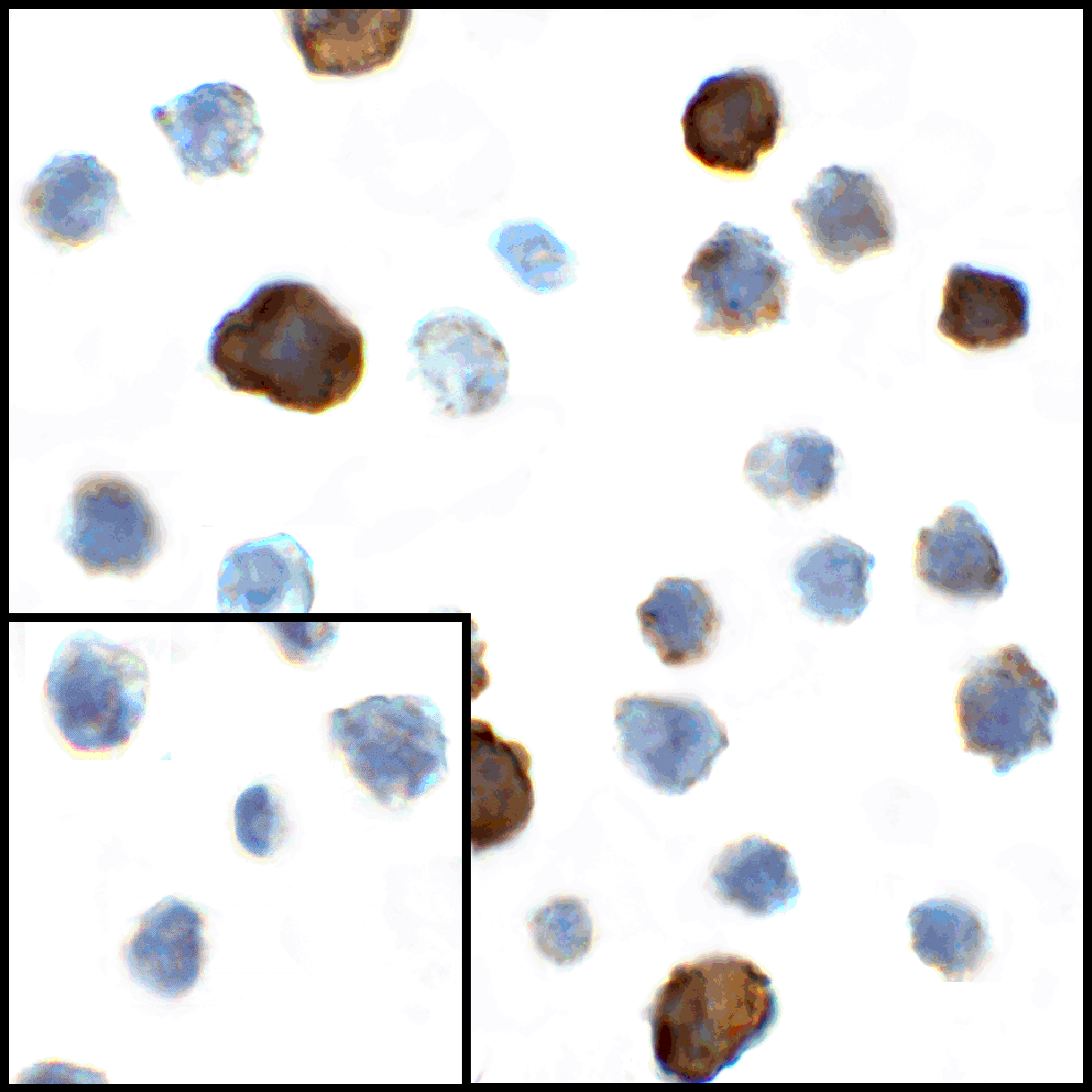 CD80 Antibody [11C12]
