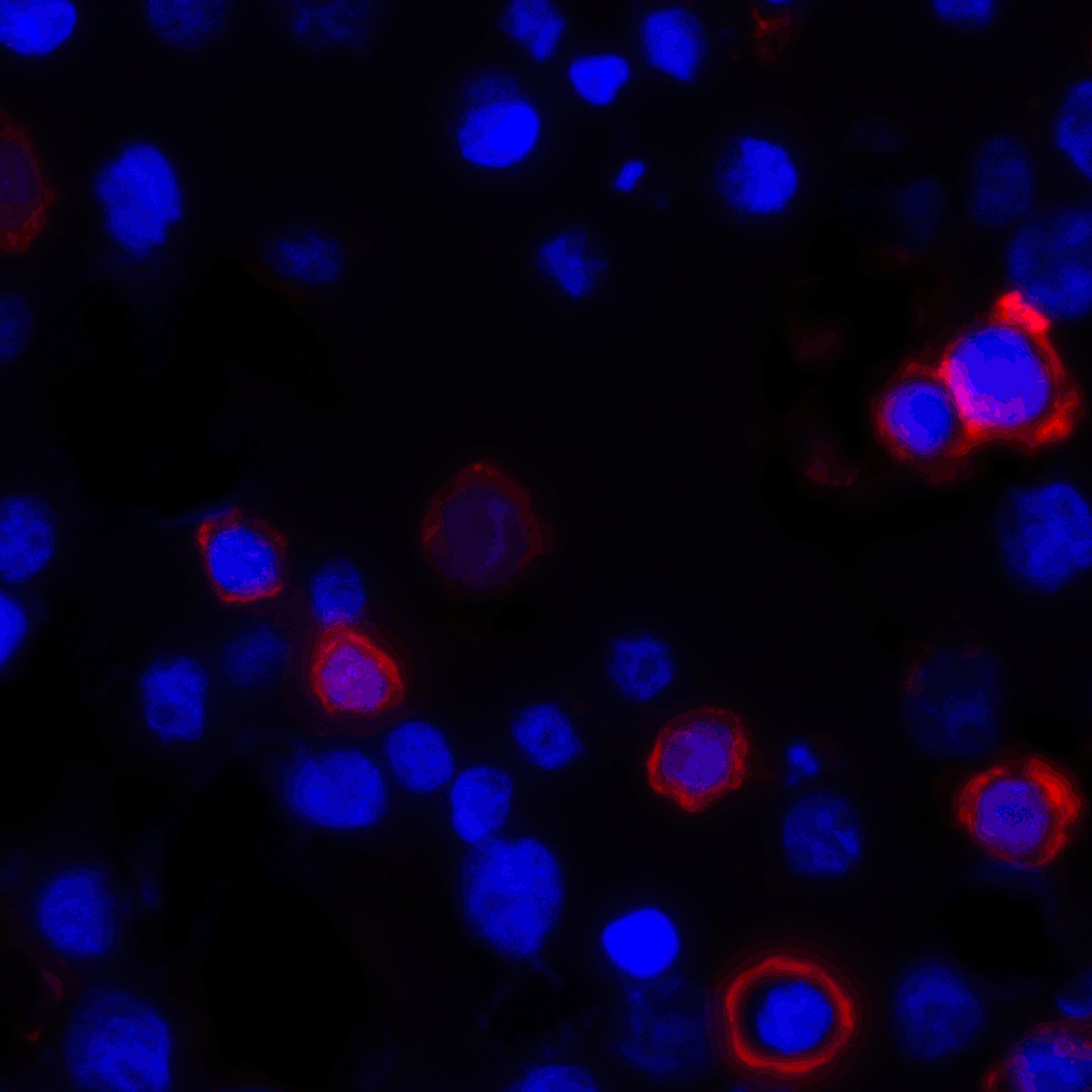 CD80 Antibody [11C12]
