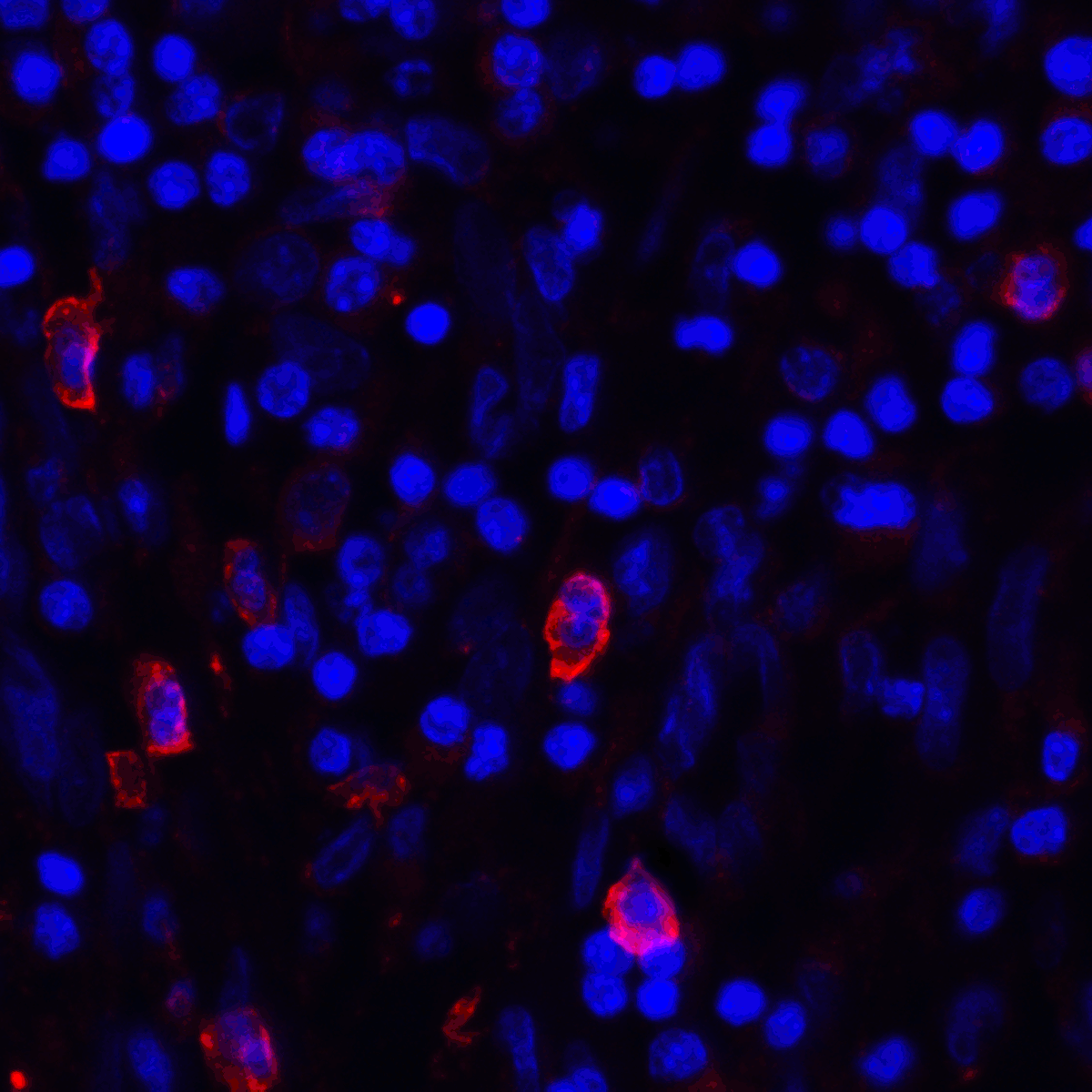 CD80 Antibody [11C12]