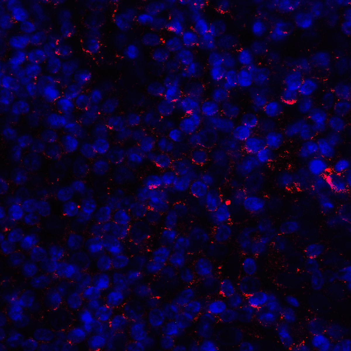 CD80 Antibody [11C12]