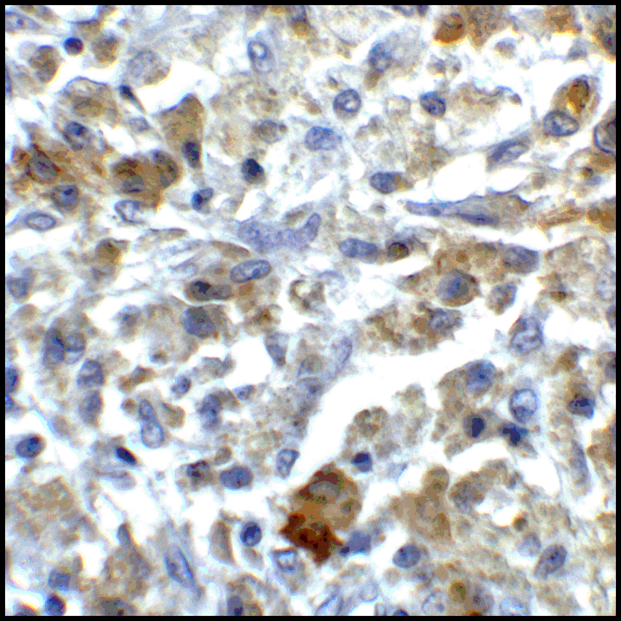 CD80 Antibody [11C12]