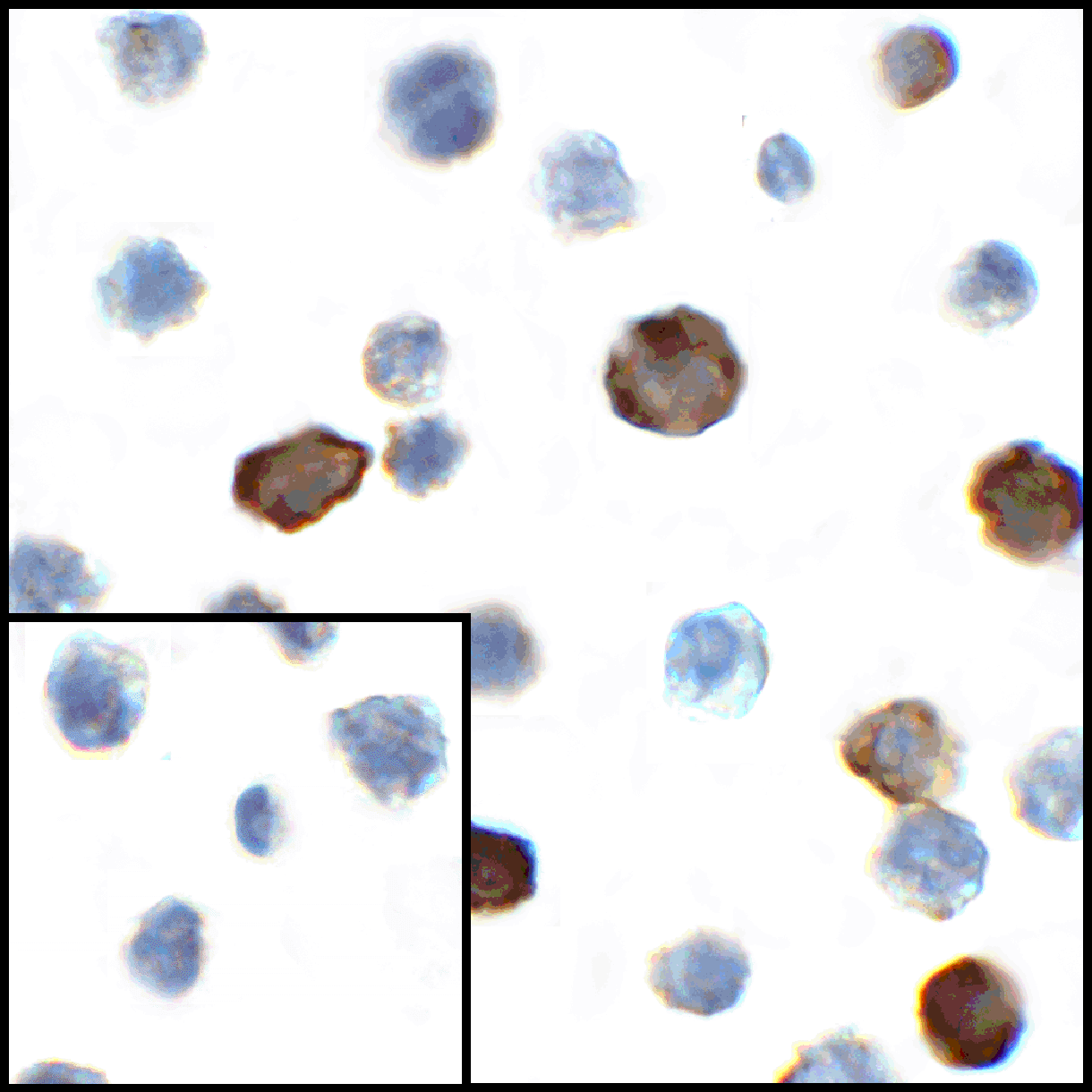 CD80 Antibody [12D9]