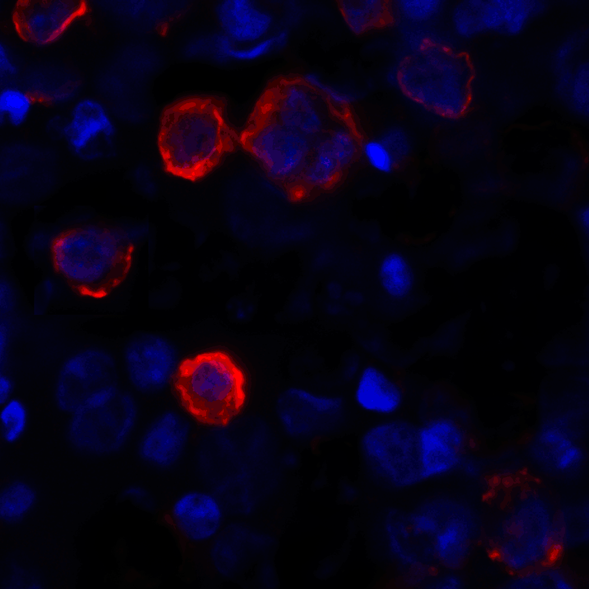 CD80 Antibody [12D9]